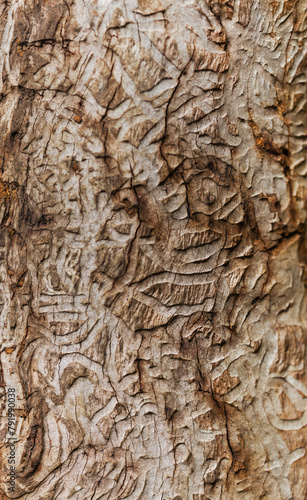 Patterns left by bark beetles on the surface of a dead tree