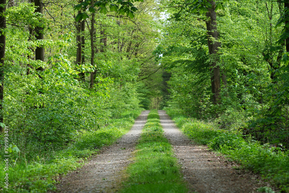 Fototapeta premium Waldweg