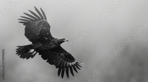  A black-and-white image of a raptor in flight, wings fully extended