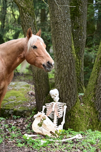 Abschied im Wald. Symbolisches Bild vom Abschied. Menschliches Skelett sitzt im Wald und hält skelettierten Pferdeschädel während ein schönes Pferd anbei grast