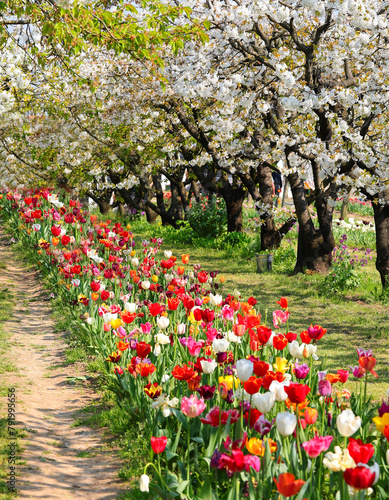 Flourishing nature with cherry blossom trees and colorful tulips symbolizing springtime