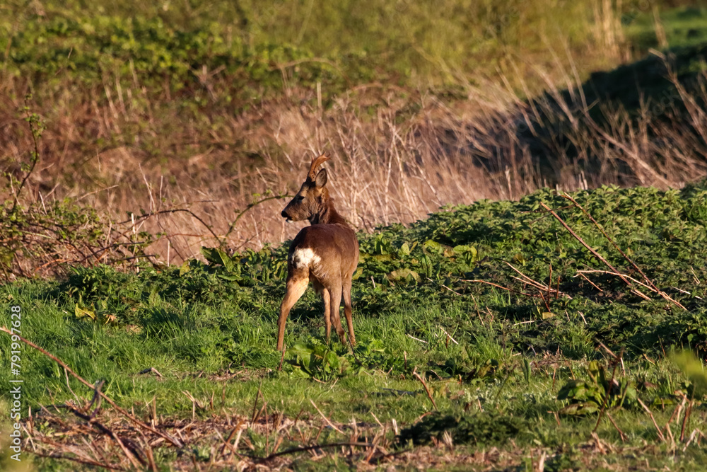 A beautiful animal portrait of a Roe Deer grazing in the English countryside at sunset A beautiful animal portrait of a Roe Deer grazing in the English countryside at sunset