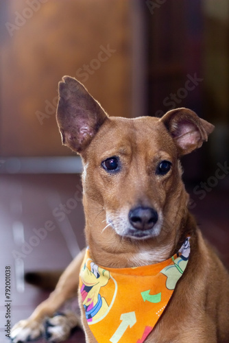 Close up of a brown dog wearing a yellow and orange bandana.