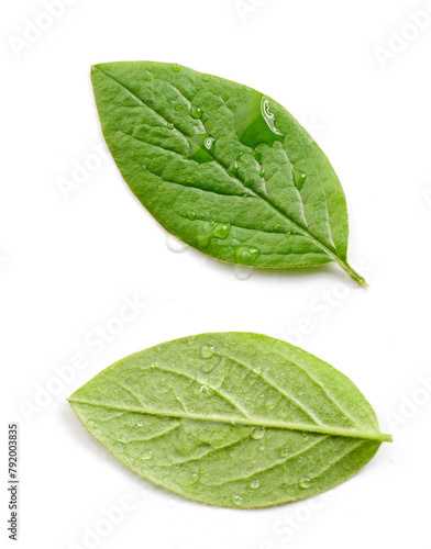 two fresh green leaves