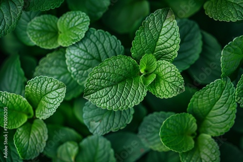 Closeup beautiful plant leaves background