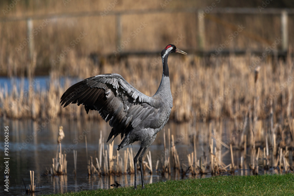 Fototapeta premium Crane bird dance