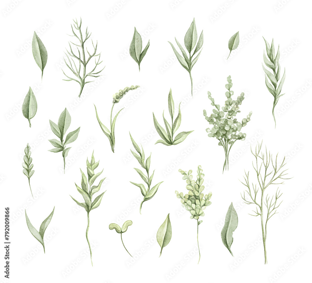 custom made wallpaper toronto digitalSet with vintage various green twigs and leaves vegetation set isolated on white background. Watercolor hand drawn illustration sketch