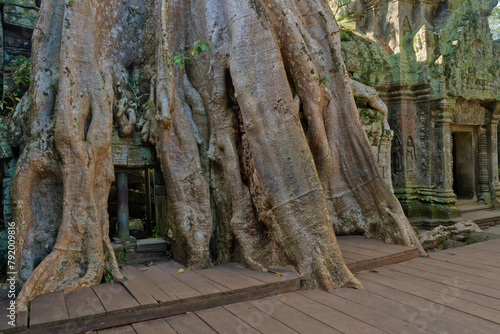 famous spung tree growing in the Ta Prohm temple ruins in Siem Reap, Cambodia