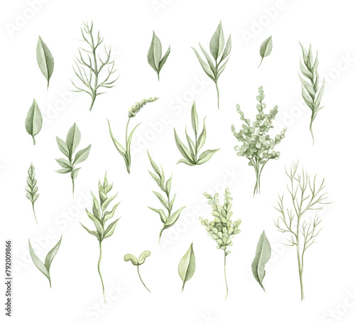 Set with vintage various green twigs and leaves vegetation set isolated on white background. Watercolor hand drawn illustration sketch