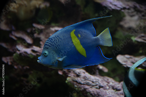 Yellowbar or Red Sea Angelfish (Pomacanthus maculosus)
