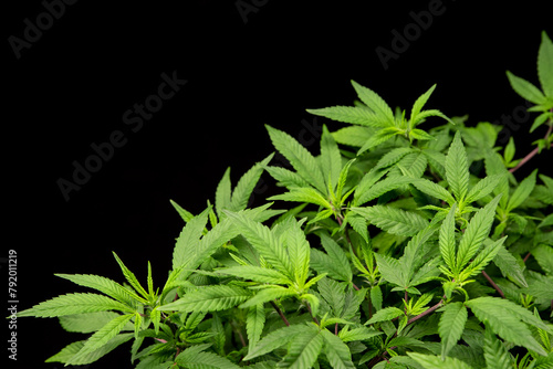 Cannabis plant, close up on black background. Copy space..