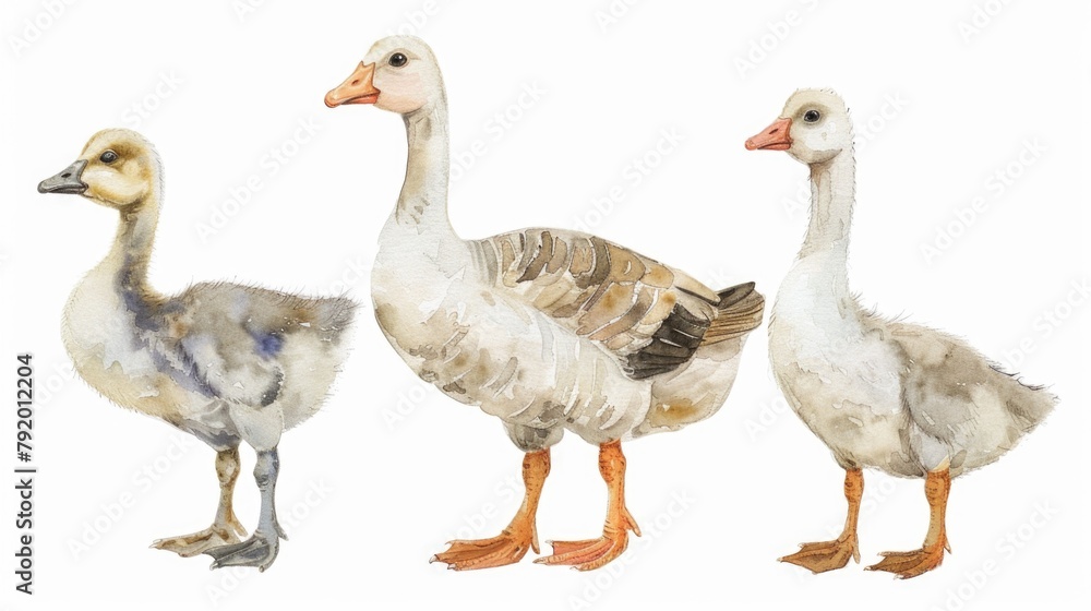 Group of Ducks Standing Together Group of Ducks Standing Together