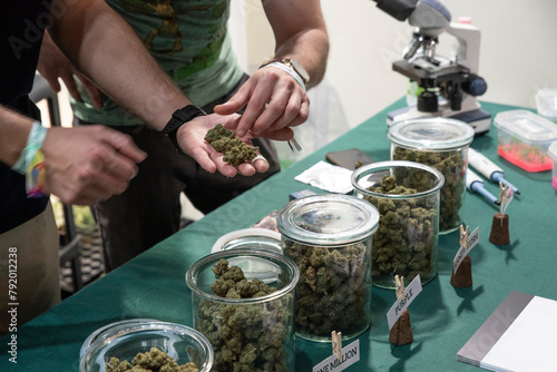Bologna, Italy - 2024, April 14: Jars full of dried cannabis flowering tops. Best quality selection.