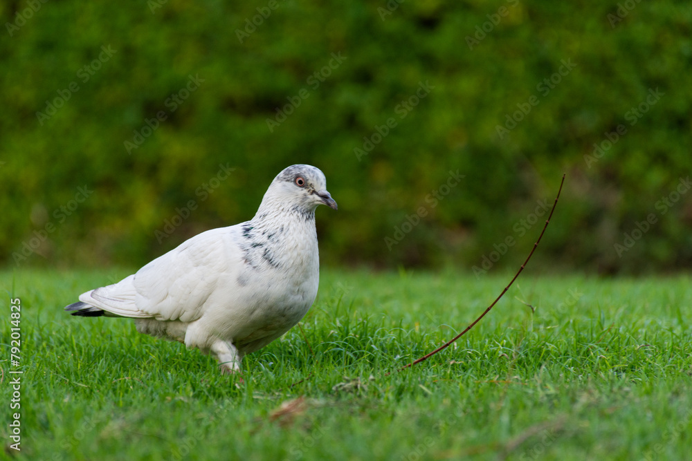 Close-up white pigeon on green grass in Dubai, UAE Close-up white pigeon on green grass in Dubai, UAE