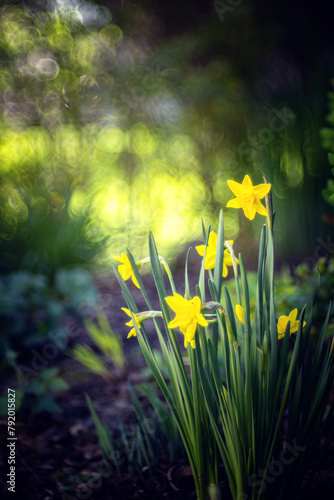 Żółte kwiaty, rozmyte tło., sezon wiosenny, kwiatowy wzór