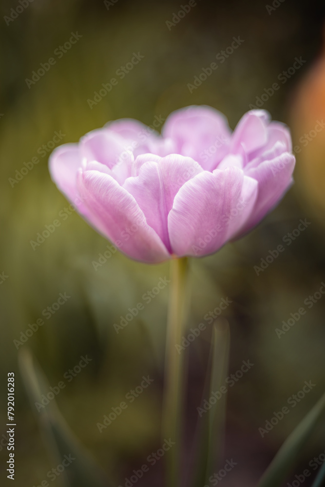 Fototapeta premium Tulipany, kwiaty wiosenne, tapeta, wzór kwiatowy