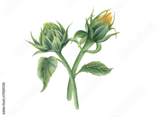 Sunflower Buds. Flowers on stem with green leaves. Beautiful field flowers. Floral composition. Bouquet. Watercolor illustration for wedding design, greeting, invitation