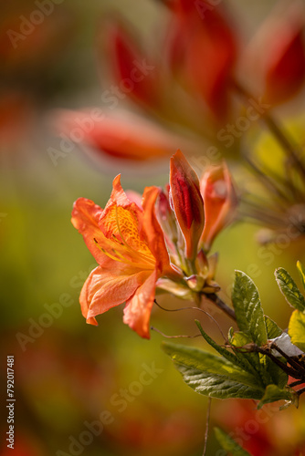 Pomarańczowe kwiaty azalii, wiosenny park, rozmyte tło 