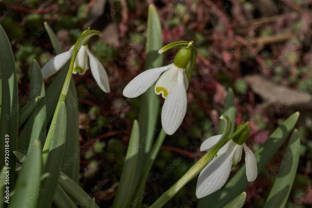 Snowdrops bloom on the lawn in the garden. The snowdrop is a symbol of spring. Snowdrop, or Galanthus (lat. Galanthus), is a genus of perennial herbs of the Amaryllis family (Amaryllidaceae). Snowdrops bloom on the lawn in the garden. The snowdrop is a symbol of spring. Snowdrop, or Galanthus (lat. Galanthus), is a genus of perennial herbs of the Amaryllis family (Amaryllidaceae).