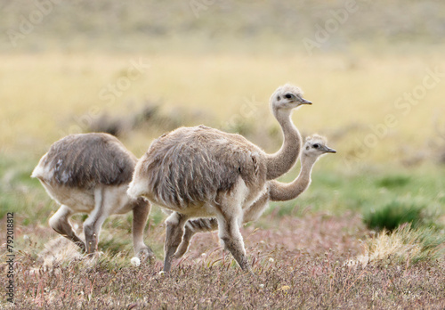 A Pair of Small Rheas in Patagonia