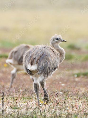 Baby Rhea