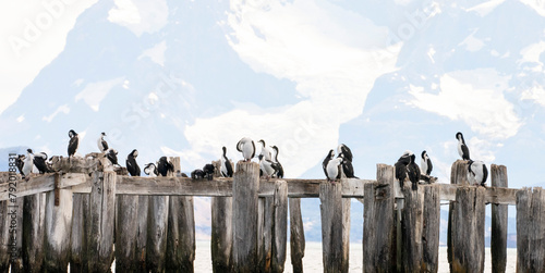 Konstfotografi Patagonian Cormorants and the Massif