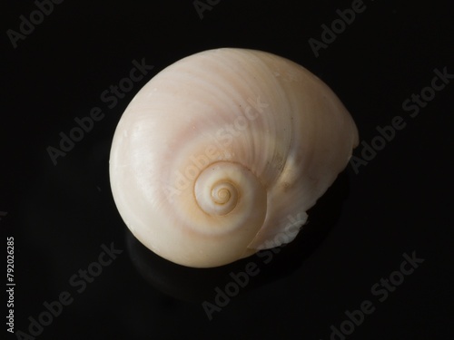 a seashell is placed in a black bowl on a table