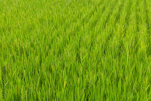 Paddy rice field meadow in Taiwan