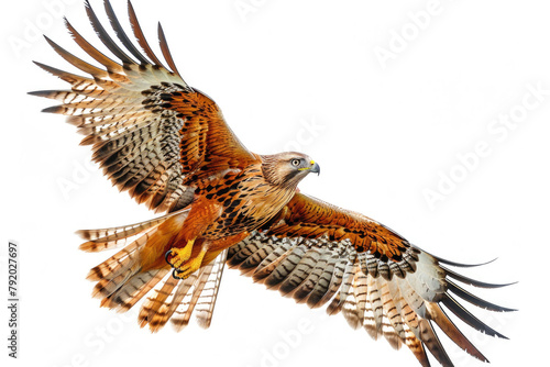 A bird of prey captured mid-flight