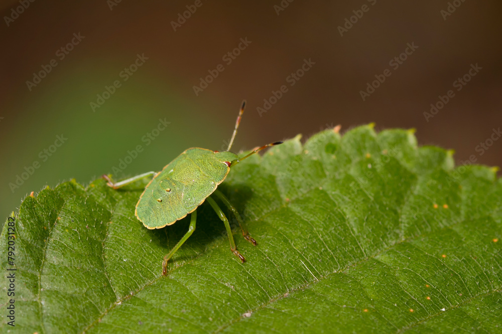green shield bug green shield bug
