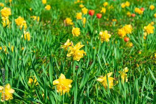 Yellow flowers of Narcissus incomparabilis in a flowerbed.