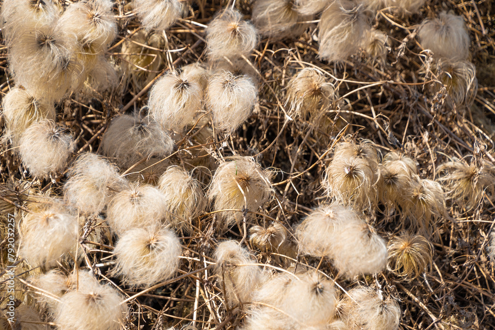Clematis tangutica, the golden clematis. A plant with fluffy seeds. Clematis tangutica, the golden clematis. A plant with fluffy seeds.