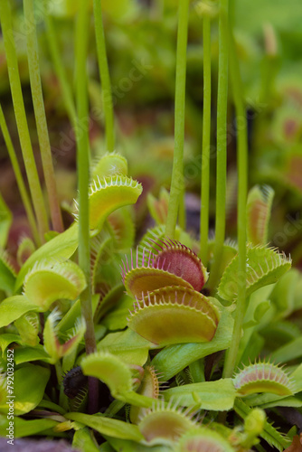 The Venus flytrap  Dionaea muscipula  close-up.