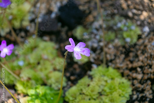 Small purple flower of Pinguicula moranensis. insectivorous herb. flowering plant family Lentibulariaceae. photo