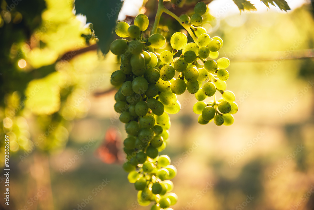 Fototapeta premium bunch of green grapes ripe in the sun