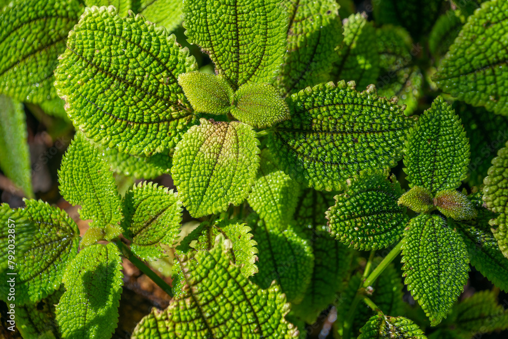 Beautiful green leaves of Pilea involucrata, close-up. Beautiful green leaves of Pilea involucrata, close-up.