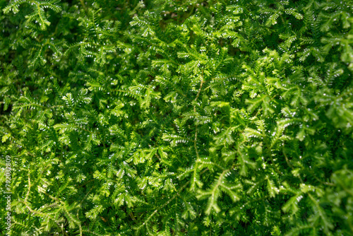 Selaginella stenophylla, close-up. Green plant background.