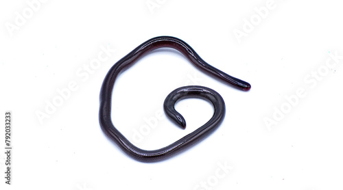 Brahminy Blind snake - Indotyphlops braminus - non venomous fossorial nocturnal species found in leaf litter from Asia or Africa but have spread worldwide. Dorsal top view isolated on white background photo