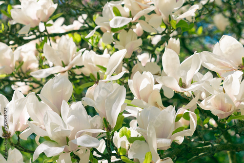 Beautiful large white flowers of Magnolia denudata photo