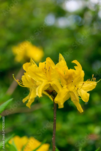 Beautiful yellow flowers of Rhododendron luteum.