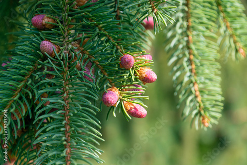 Fir branches with small pink buds. Coniferous natural background.