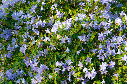 Beautiful blue flowers of Rhododendron impeditum.