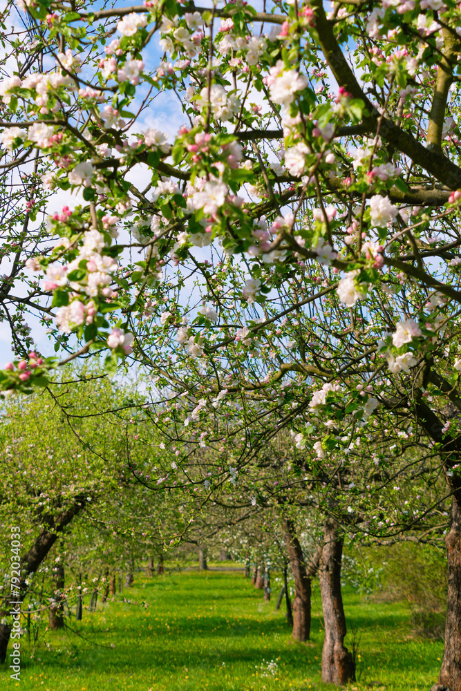 Apple blossom garden in spring. Spring bloom. Apple blossom garden in spring. Spring bloom.