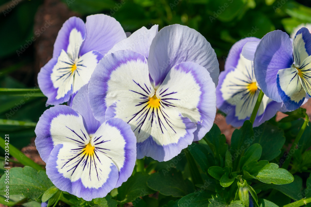 Beautiful garden pansy flowers in a flowerbed, close-up. Beautiful garden pansy flowers in a flowerbed, close-up.