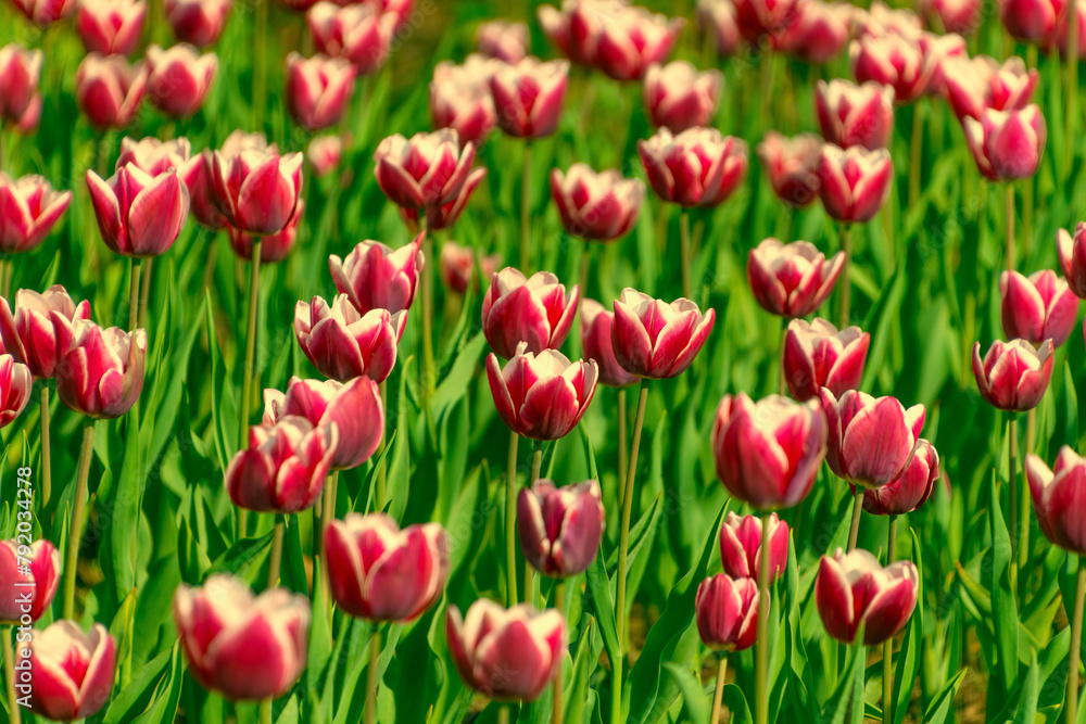 Many pink tulips in a flowerbed in the garden. Many pink tulips in a flowerbed in the garden.