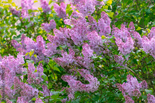 Purple lilac flowers in the garden. Spring bloom.