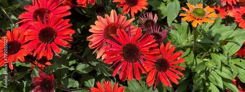 Bright red-orange flowers of an echinacea plant (Coneflower) photo