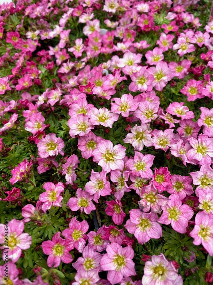 Small pink flowers of saxifrage 'Alpino Early Pink' 