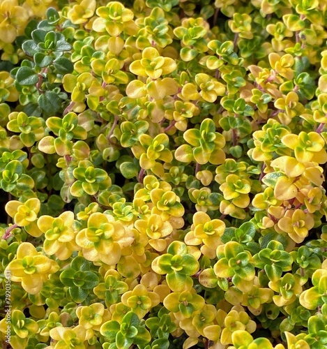 Closeup of yellow and green thyme 'Doone Valley'