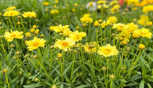 Field of yellow flowers ofCoreopsis  Leading Lady Charlize   tickseed 